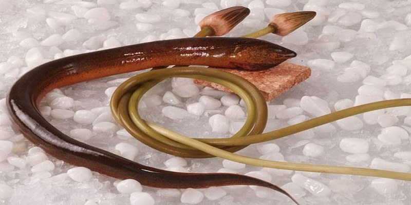 Chiêm bao thấy con lươn sẽ mang đến dự báo gì?