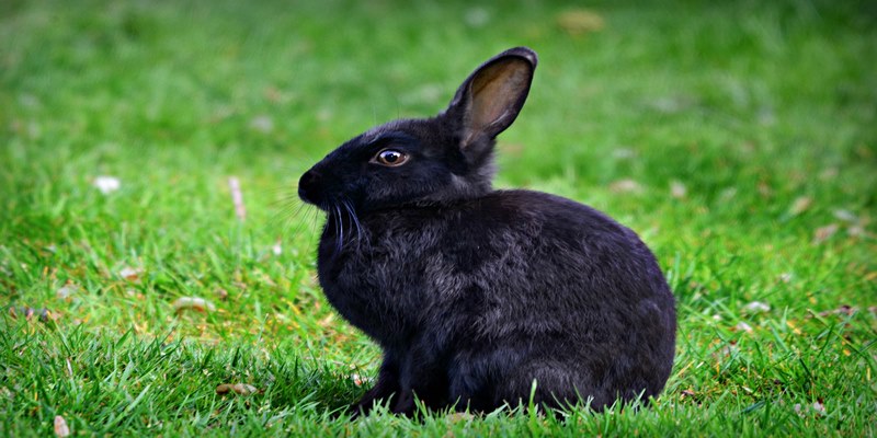 Chiêm bao mơ thấy thỏ mang đến ý nghĩa ra sao?
