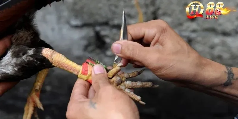 kham-pha-da-ga-cua-dao-san-choi-ca-cuoc-hap-dan-tai-qh88