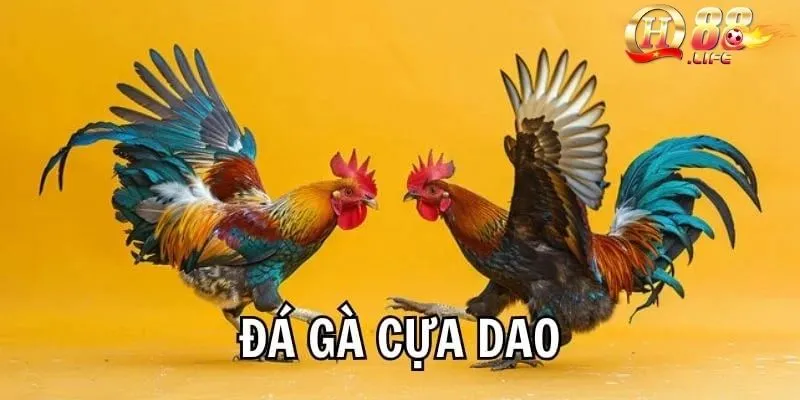 Khám Phá Đá Gà Cựa Dao – Sân Chơi Cá Cược Hấp Dẫn Tại QH88 5 khong-nen-dat-cuoc-toan-bo-so-tien-khi-cuoc-da-ga