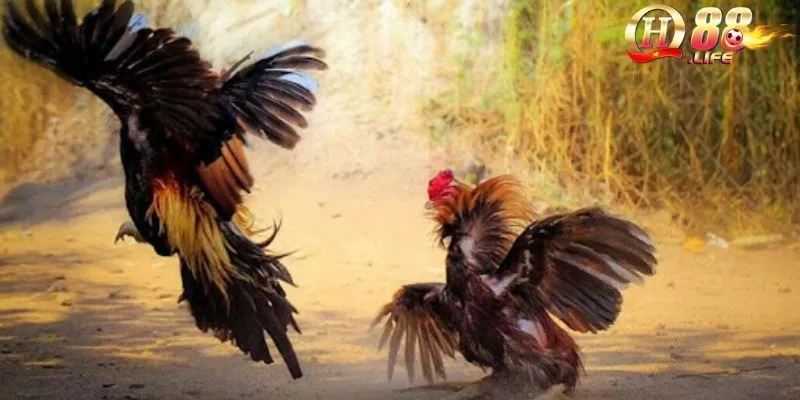 Lý giải đá gà trực tiếp được yêu thích? Khám phá những lý do 5 lua-chon-loai-hinh-da-ga-phu-hop