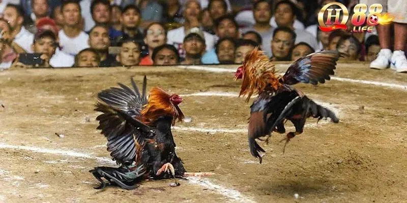 Sảnh Đá Gà Thomo – Hướng Dẫn Toàn Diện Dành Cho Người Mới 5 phuong-phap-ca-cuoc-choi-ga-thomo-chinh-xac-tu-cac-chuyen-gia