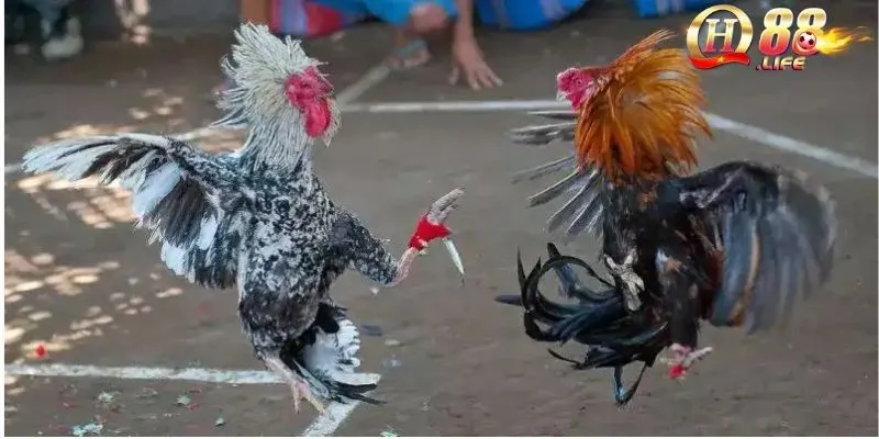 Khám Phá Đá Gà Cựa Dao – Sân Chơi Cá Cược Hấp Dẫn Tại QH88 3 tong-hop-cac-hinh-thuc-thi-dau-da-ga-cua-dao-tai-qh88-hien-nay